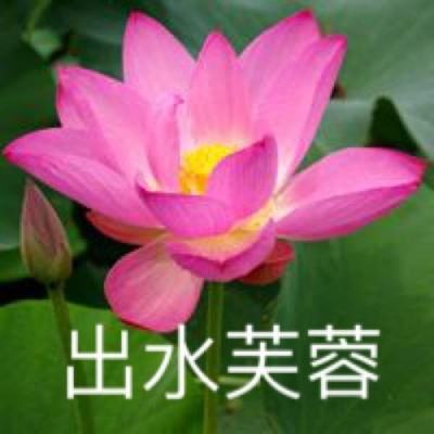 松松总动员国际服下载 